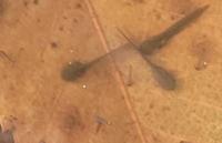 オタマジャクシ３ (1).jpg